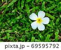 White plumeria on green grass 69595792