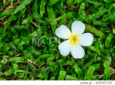 White plumeria on green grass 69595792