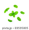 Fresh mint leaves on white background 69595805