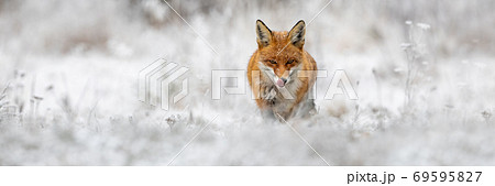 Red fox going forward on meadow in wintertime nature. 69595827
