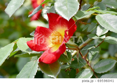 三鷹中原に咲く赤い一重のバラ カクテル の花の写真素材