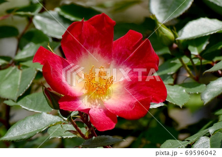 三鷹中原に咲く赤い一重のバラ カクテル の花の写真素材