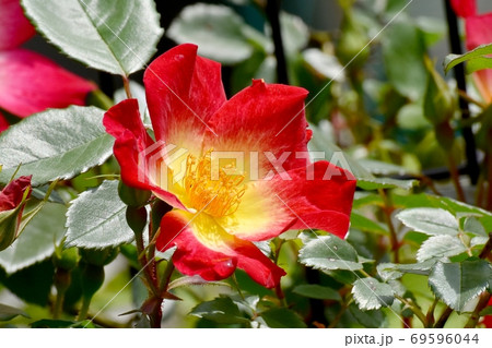 三鷹中原に咲く赤い一重のバラ(カクテル)の花 三鷹中原に咲く赤い一重のバラ(カクテル)の花 69596044