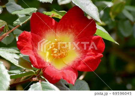 三鷹中原に咲く赤い一重のバラ カクテル の花の写真素材