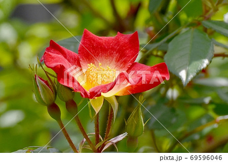 三鷹中原に咲く赤い一重のバラ(カクテル)の花 三鷹中原に咲く赤い一重のバラ(カクテル)の花 69596046