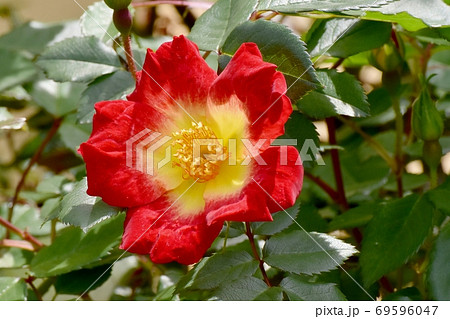 三鷹中原に咲く赤い一重のバラ(カクテル)の花 69596047
