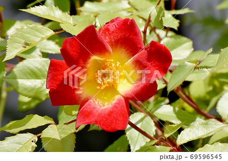 三鷹中原に咲く赤い一重のバラ カクテル の花の写真素材