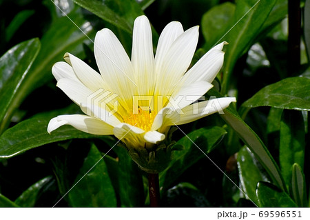 三鷹中原に咲く白と黄色のガザニアの花 69596551