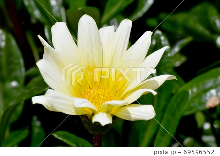 三鷹中原に咲く白と黄色のガザニアの花 69596552