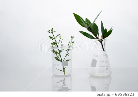 green leave in biotechnology science laboratory with flask beaker and water white background 69596823