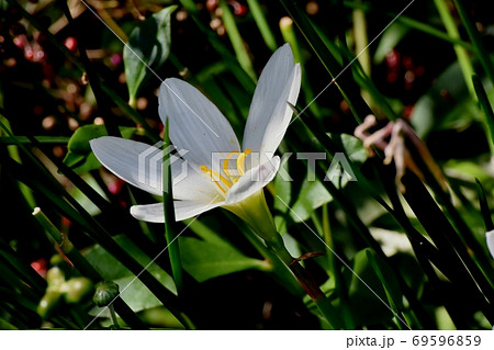 三鷹中原に咲く白いタマスダレ 三鷹中原に咲く白いタマスダレ 69596859
