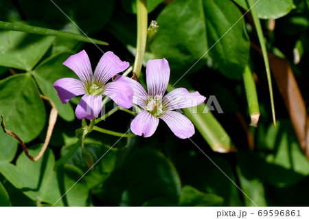 三鷹中原に咲くピンクのムラサキカタバミの花 三鷹中原に咲くピンクのムラサキカタバミの花 69596861