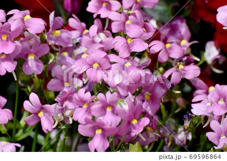 三鷹中原に咲く淡い紫色のリナリアの花 69596864