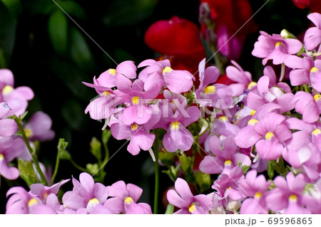 三鷹中原に咲く淡い紫色のリナリアの花 三鷹中原に咲く淡い紫色のリナリアの花 69596865