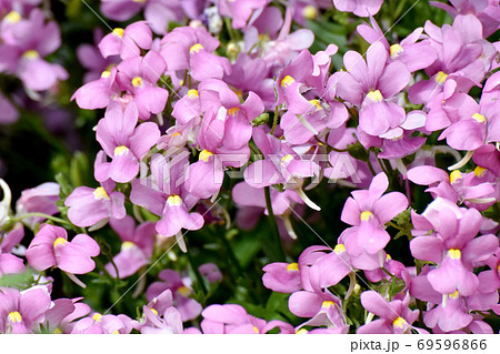 三鷹中原に咲く淡い紫色のリナリアの花 三鷹中原に咲く淡い紫色のリナリアの花 69596866