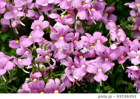 三鷹中原に咲く淡い紫色のリナリアの花 三鷹中原に咲く淡い紫色のリナリアの花 69596993