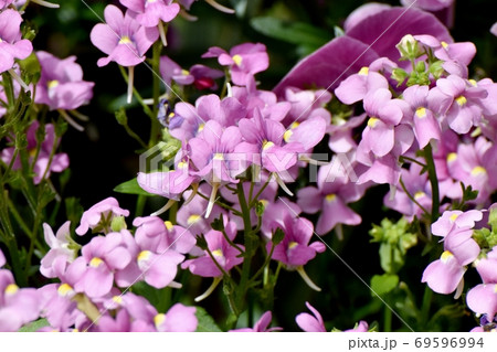 三鷹中原に咲く淡い紫色のリナリアの花 69596994