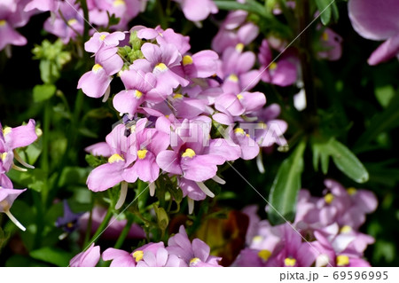 三鷹中原に咲く淡い紫色のリナリアの花 三鷹中原に咲く淡い紫色のリナリアの花 69596995