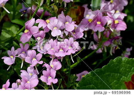 三鷹中原に咲く淡い紫色のリナリアの花 三鷹中原に咲く淡い紫色のリナリアの花 69596996