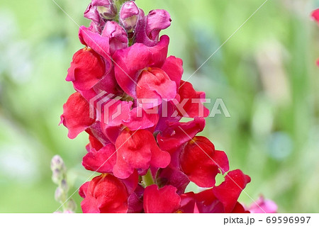 三鷹中原に咲く赤いキンギョソウの花 三鷹中原に咲く赤いキンギョソウの花 69596997