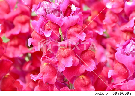 三鷹中原に咲く赤いキンギョソウの花 69596998