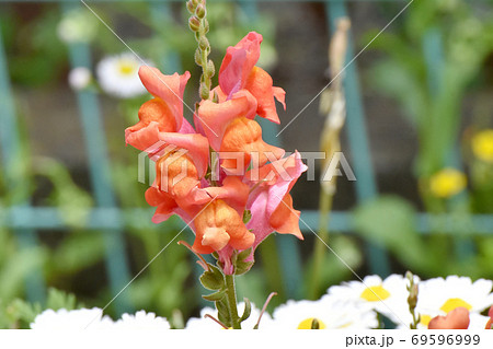 三鷹中原に咲くオレンジ色のキンギョソウの花 69596999