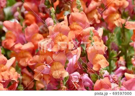 三鷹中原に咲くオレンジ色のキンギョソウの花 三鷹中原に咲くオレンジ色のキンギョソウの花 69597000