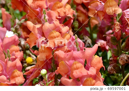 三鷹中原に咲くオレンジ色のキンギョソウの花 69597001