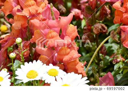 三鷹中原に咲くオレンジ色のキンギョソウの花 三鷹中原に咲くオレンジ色のキンギョソウの花 69597002