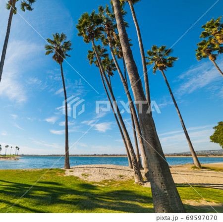 Palm trees in Mission Bay 69597070