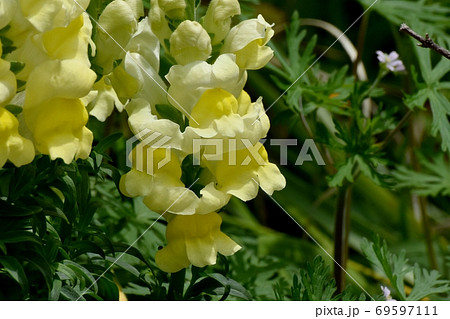 三鷹中原に咲く黄色いキンギョソウの花 三鷹中原に咲く黄色いキンギョソウの花 69597111