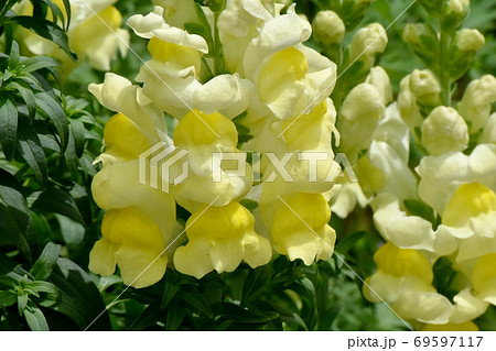 三鷹中原に咲く黄色いキンギョソウの花 69597117