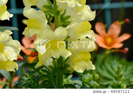 三鷹中原に咲く黄色いキンギョソウの花 三鷹中原に咲く黄色いキンギョソウの花 69597121
