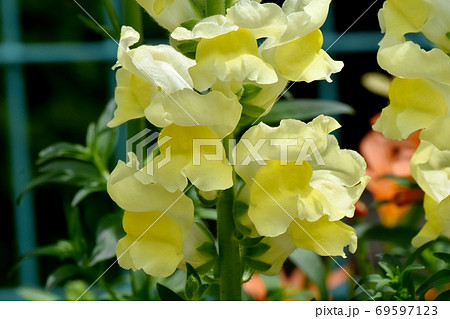 三鷹中原に咲く黄色いキンギョソウの花 三鷹中原に咲く黄色いキンギョソウの花 69597123