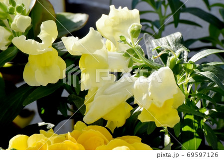 三鷹中原に咲く黄色いキンギョソウの花 69597126