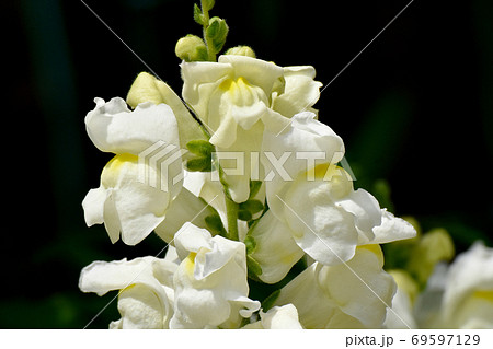 三鷹中原に咲く淡い黄色のキンギョソウの花 69597129