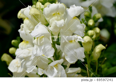 三鷹中原に咲く淡い黄色のキンギョソウの花 三鷹中原に咲く淡い黄色のキンギョソウの花 69597241