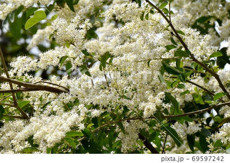 三鷹中原に咲くイボタノキ属の花 三鷹中原に咲くイボタノキ属の花 69597242