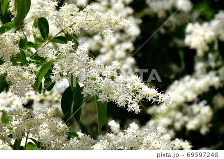 三鷹中原に咲くイボタノキ属の花 69597248