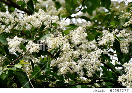 三鷹中原に咲くイボタノキ属の花 三鷹中原に咲くイボタノキ属の花 69597277