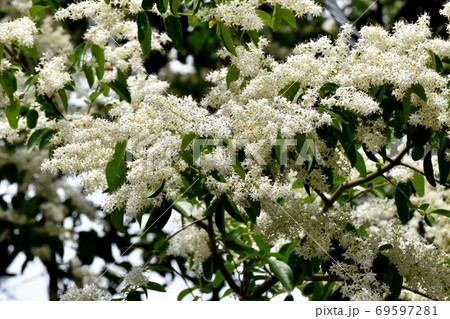 三鷹中原に咲くイボタノキ属の花 69597281