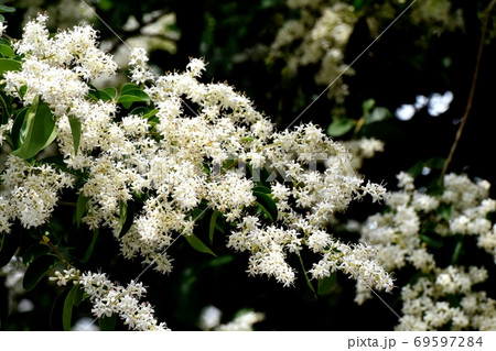 三鷹中原に咲くイボタノキ属の花 69597284