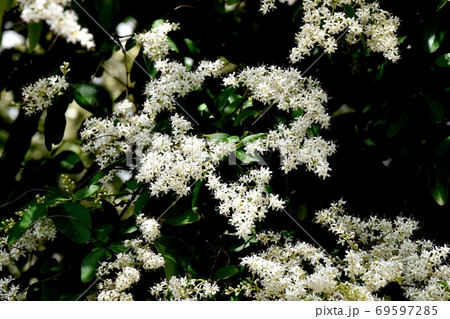 三鷹中原に咲くイボタノキ属の花の写真素材