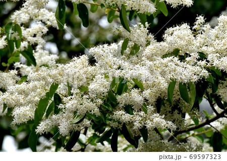 三鷹中原に咲くイボタノキ属の花 69597323