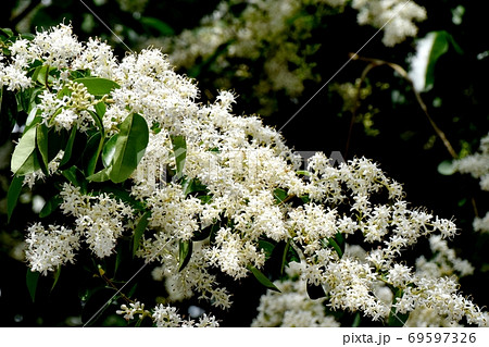 三鷹中原に咲くイボタノキ属の花 69597326