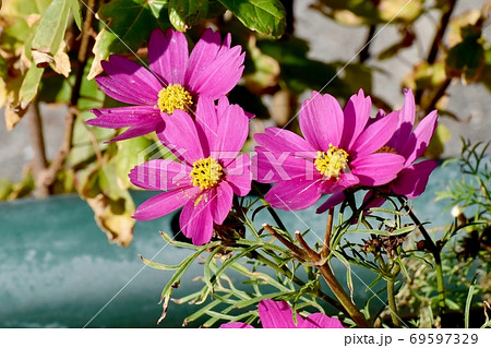 三鷹中原に咲くピンクのコスモスの花 三鷹中原に咲くピンクのコスモスの花 69597329