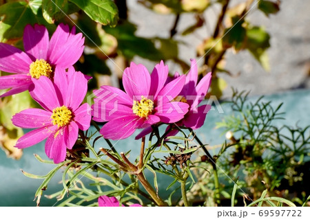 三鷹中原に咲くピンクのコスモスの花 69597722