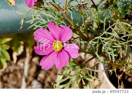 三鷹中原に咲くピンクのコスモスの花 69597723