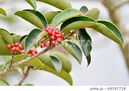 三鷹中原になる赤いクロガネモチの実 69597728