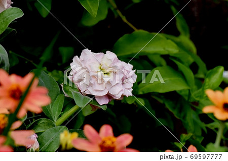 三鷹中原に咲く淡いピンクのストック 69597777